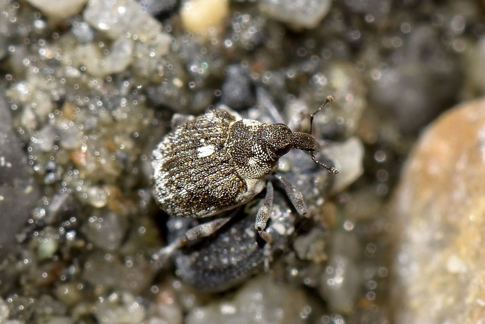Neophytobius granatus  - Curculionidae